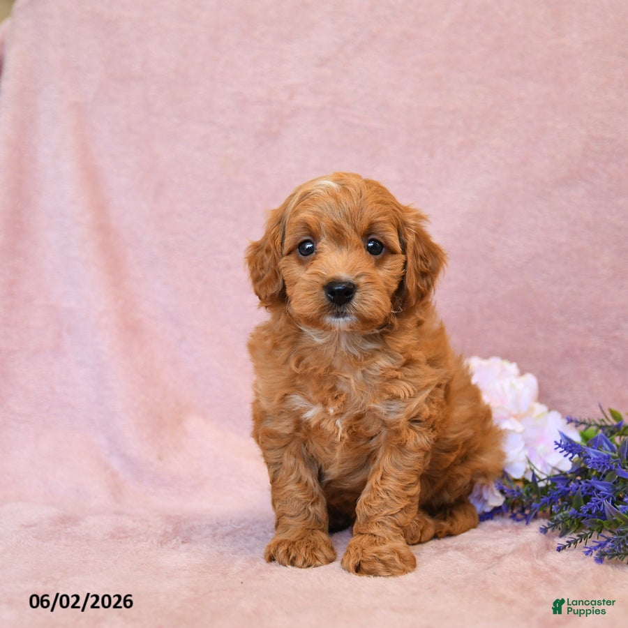 Cavapoo dogs Forest - Ad 1