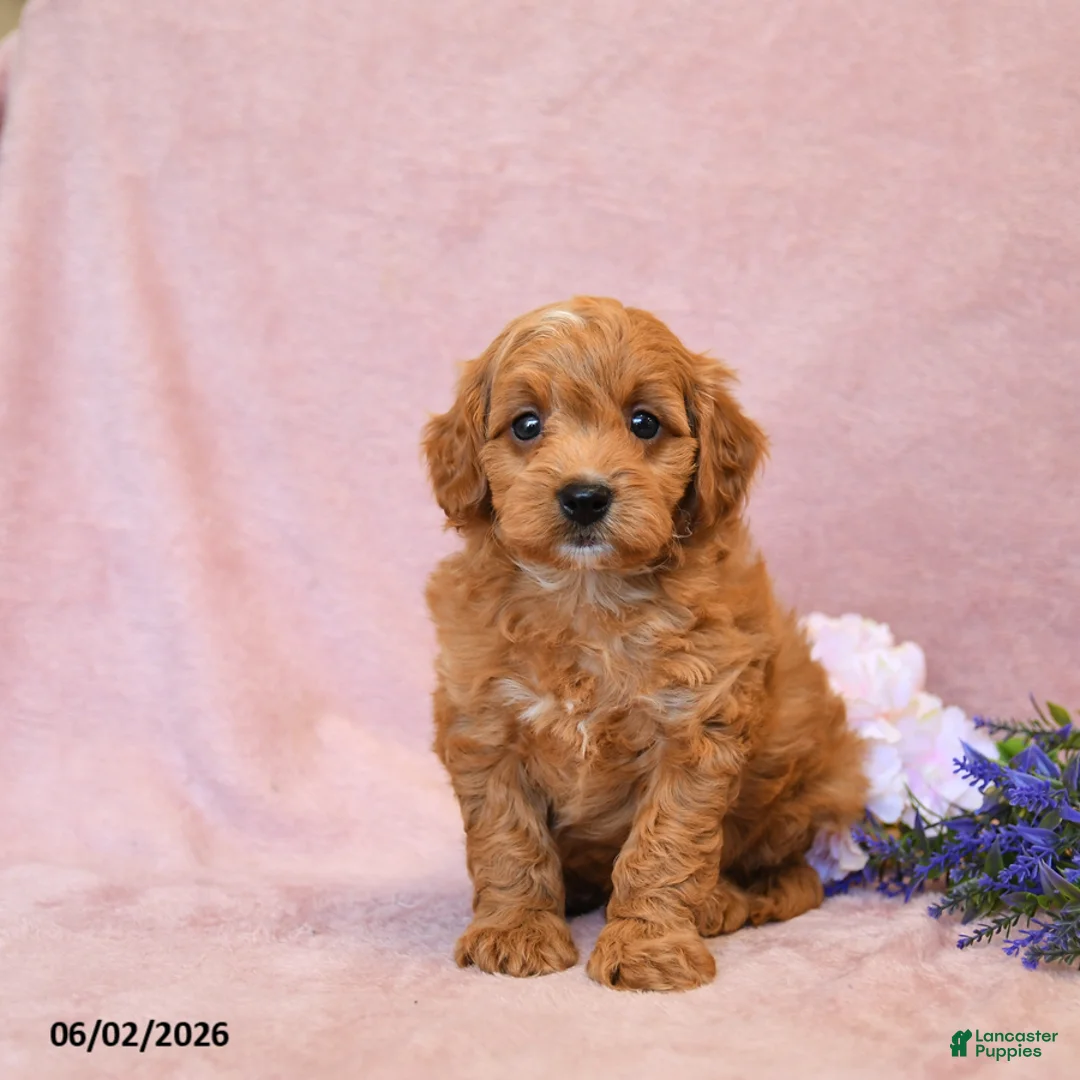 Cavapoo dogs for sale: Forest - Ad 2