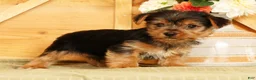 Yorkshire Terrier dogs for sale: Seth - Ad 3