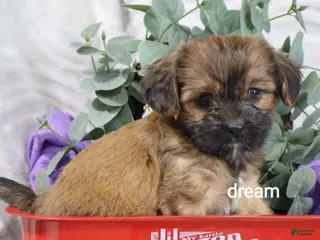 Mixed Breed dogs for sale: Briar - Ad 3