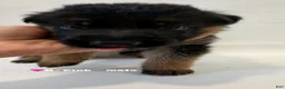 German Shepherd dogs for sale: H·pink - Ad 6
