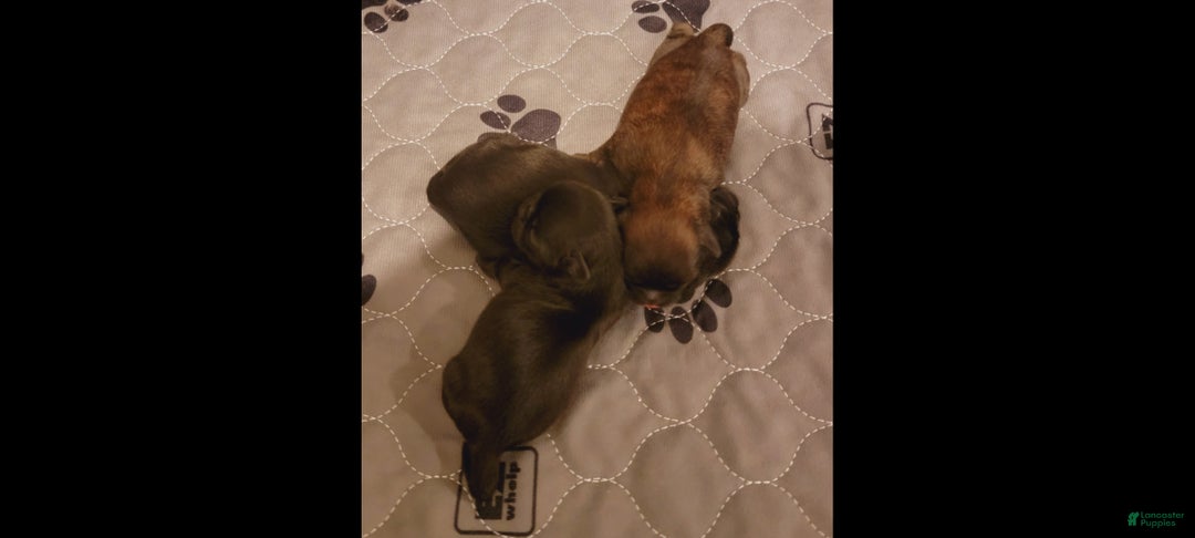 Shih Tzu dogs for sale: CHARLIE, Shih Tzu, Male, 10 weeks, AKC Champion Blood Line - Ad 20