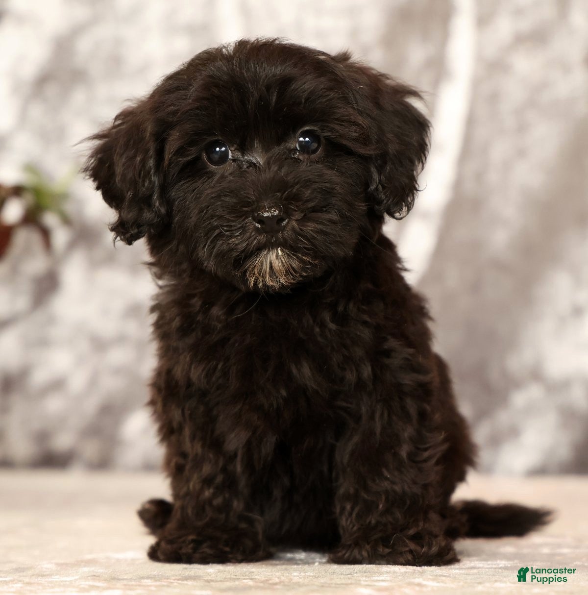 Havapoo dogs Rayna - Ad 2