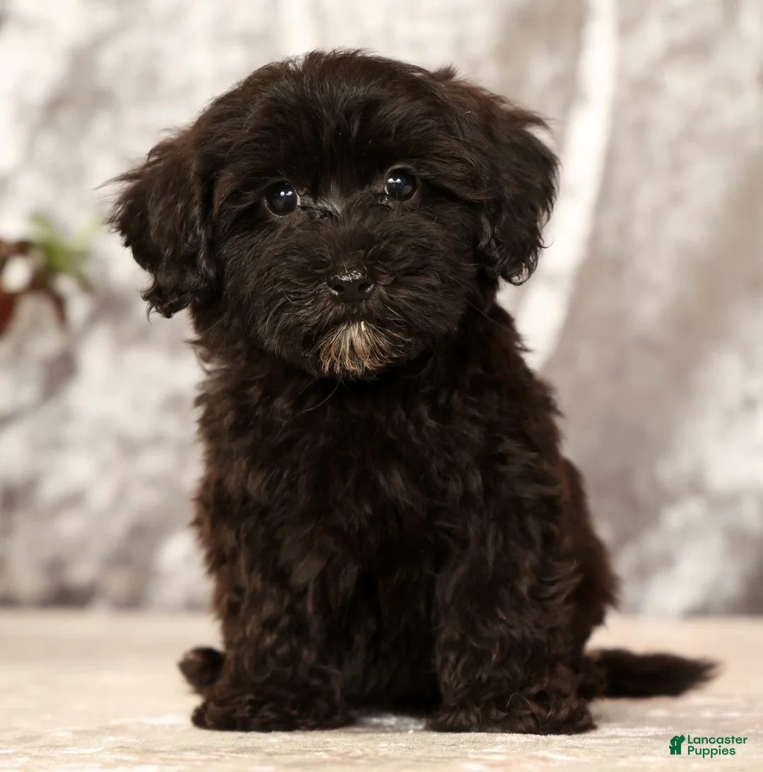Havapoo dogs for sale: Rayna - Ad 2
