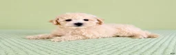 Bichon Frise dogs for sale: Barry - Ad 3