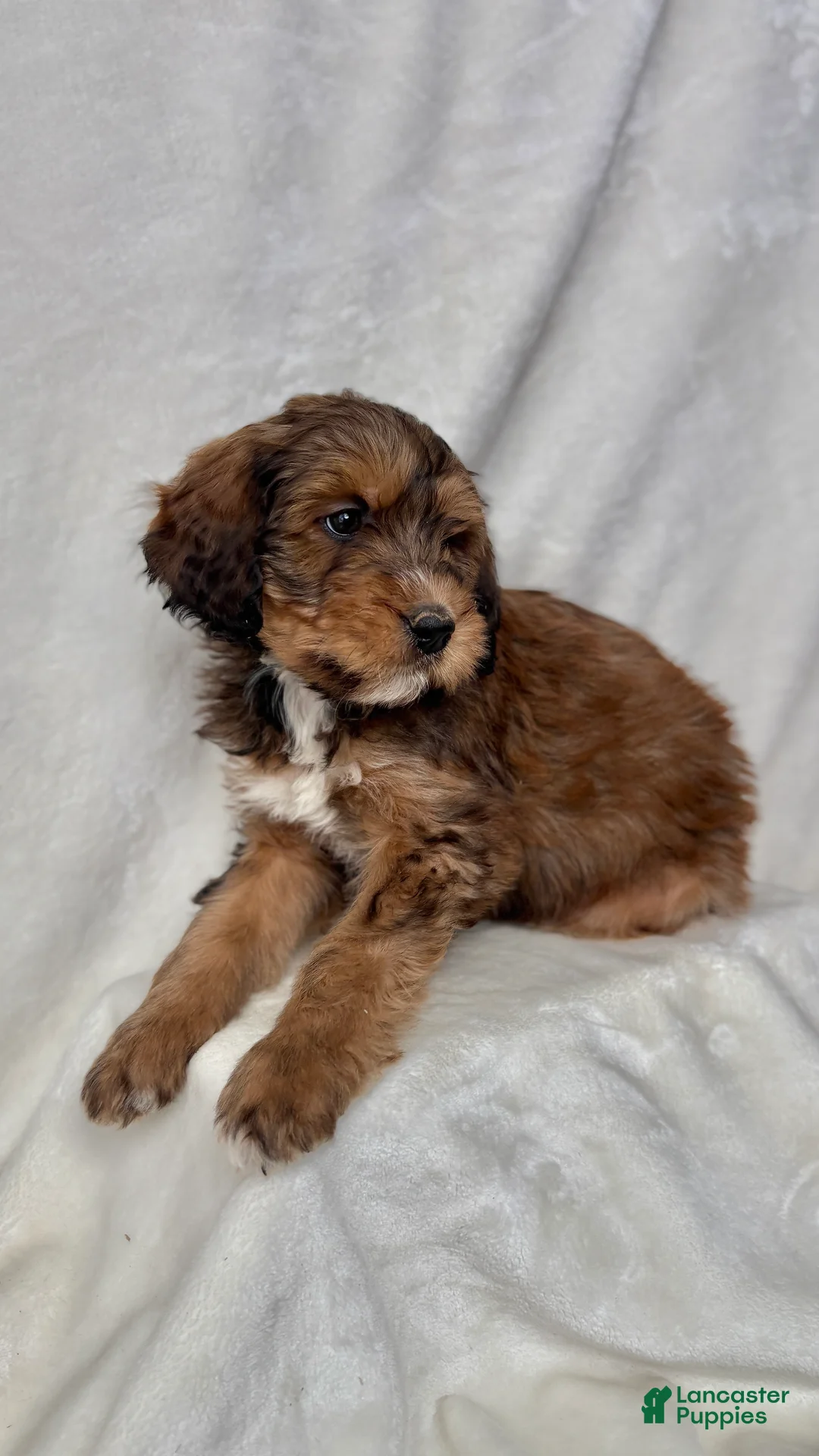 Bernedoodle dogs for sale: Max - Ad 4