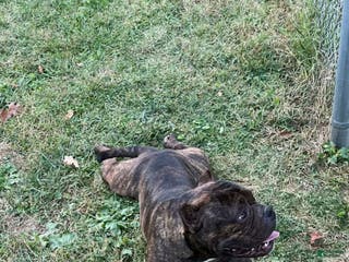 American Bully dogs Tyson - Ad 1