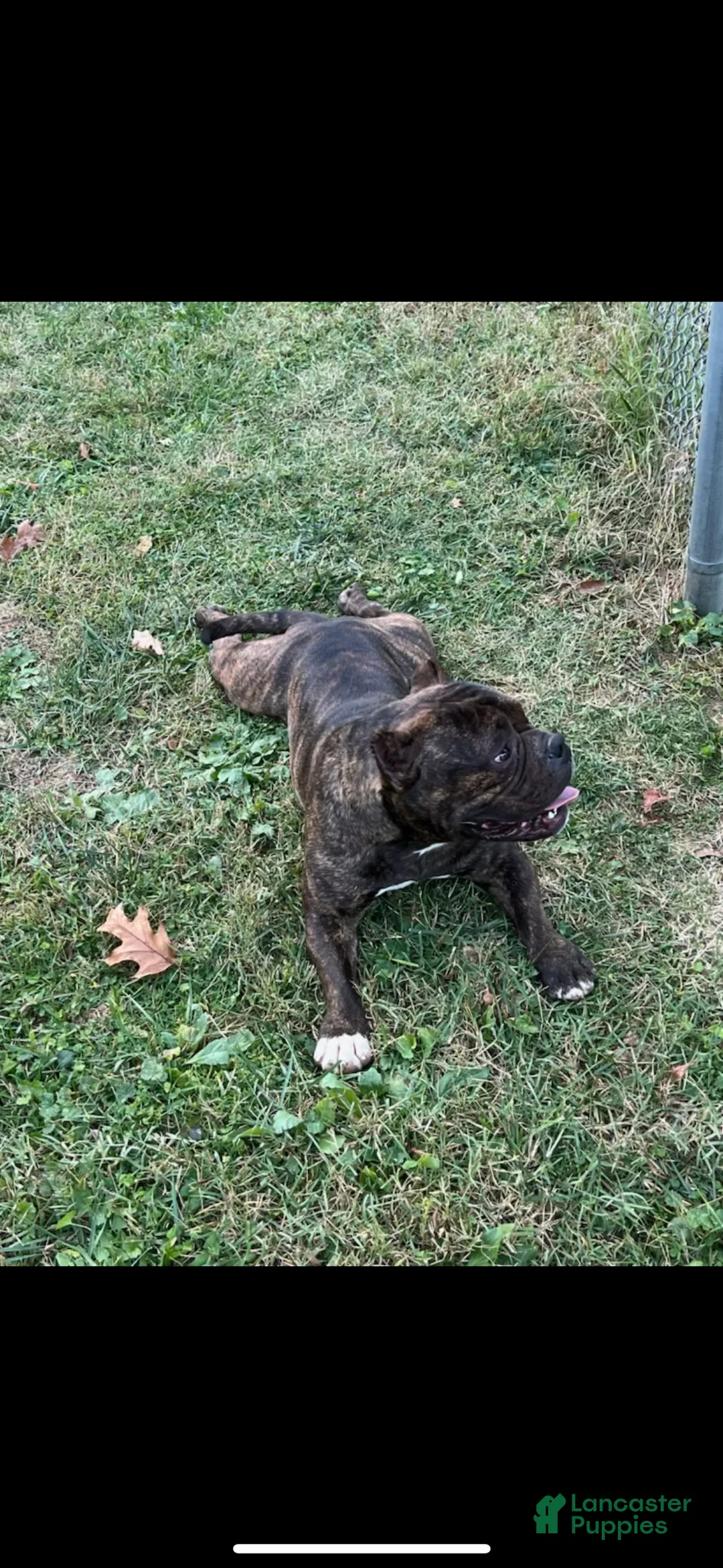 American Bully dogs for stud: Tyson - Ad 1