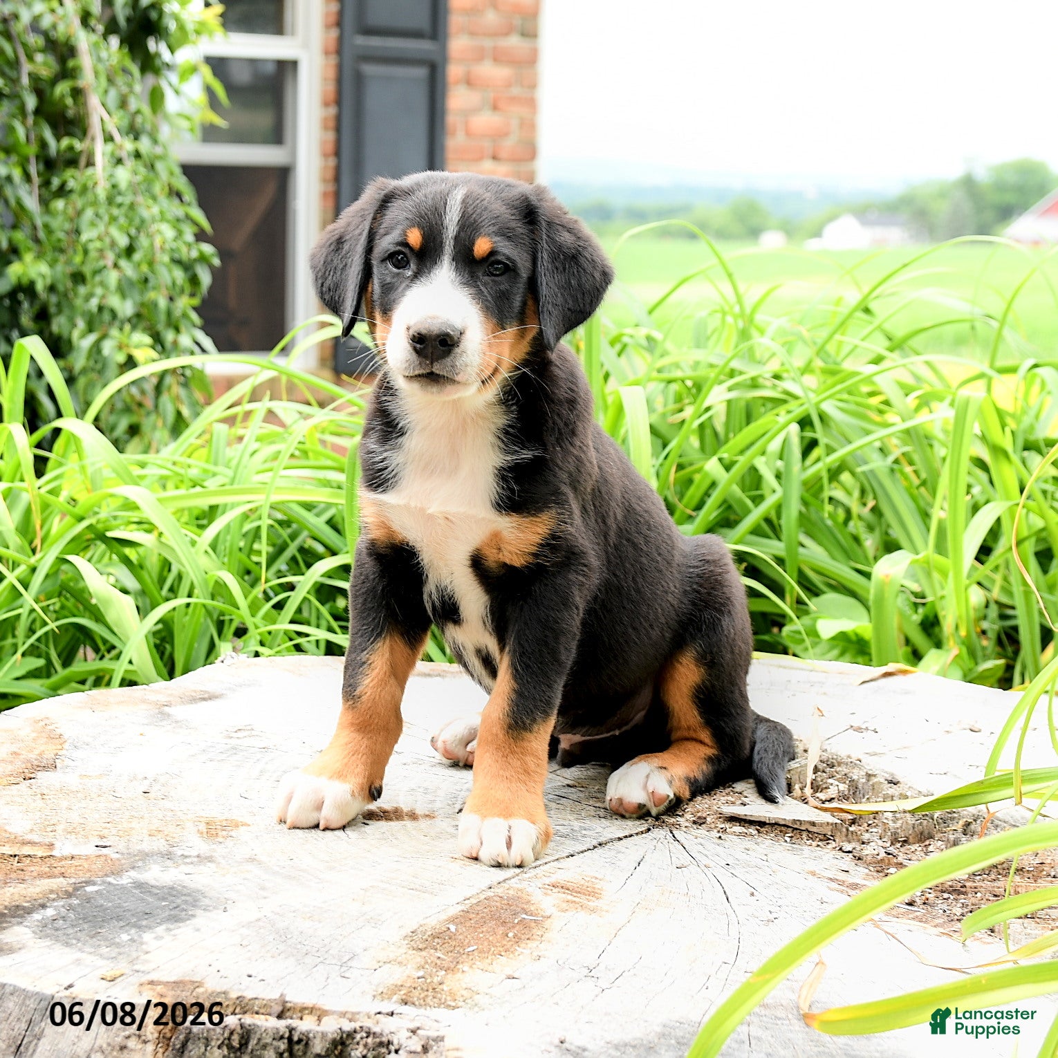 Greater Swiss Mountain Dog dogs Hans  - Ad 2