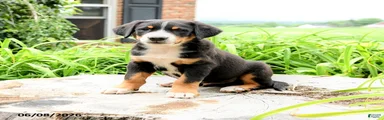 Hans 