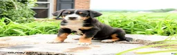 Greater Swiss Mountain Dog dogs for sale: Hans  - Ad 2