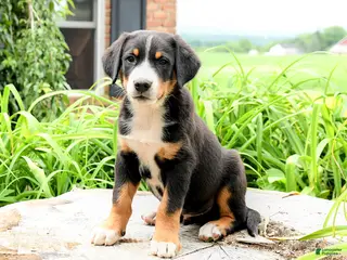 Greater Swiss Mountain Dog dogs for sale: Hans - Ad 1