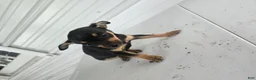 Chihuahua dogs for sale: Brutis - Ad 7