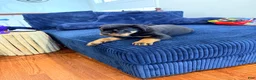 Rottweiler dogs for sale: Yoshi - Ad 6