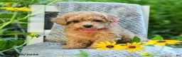 Maltipoo dogs for sale: Lily - Ad 5