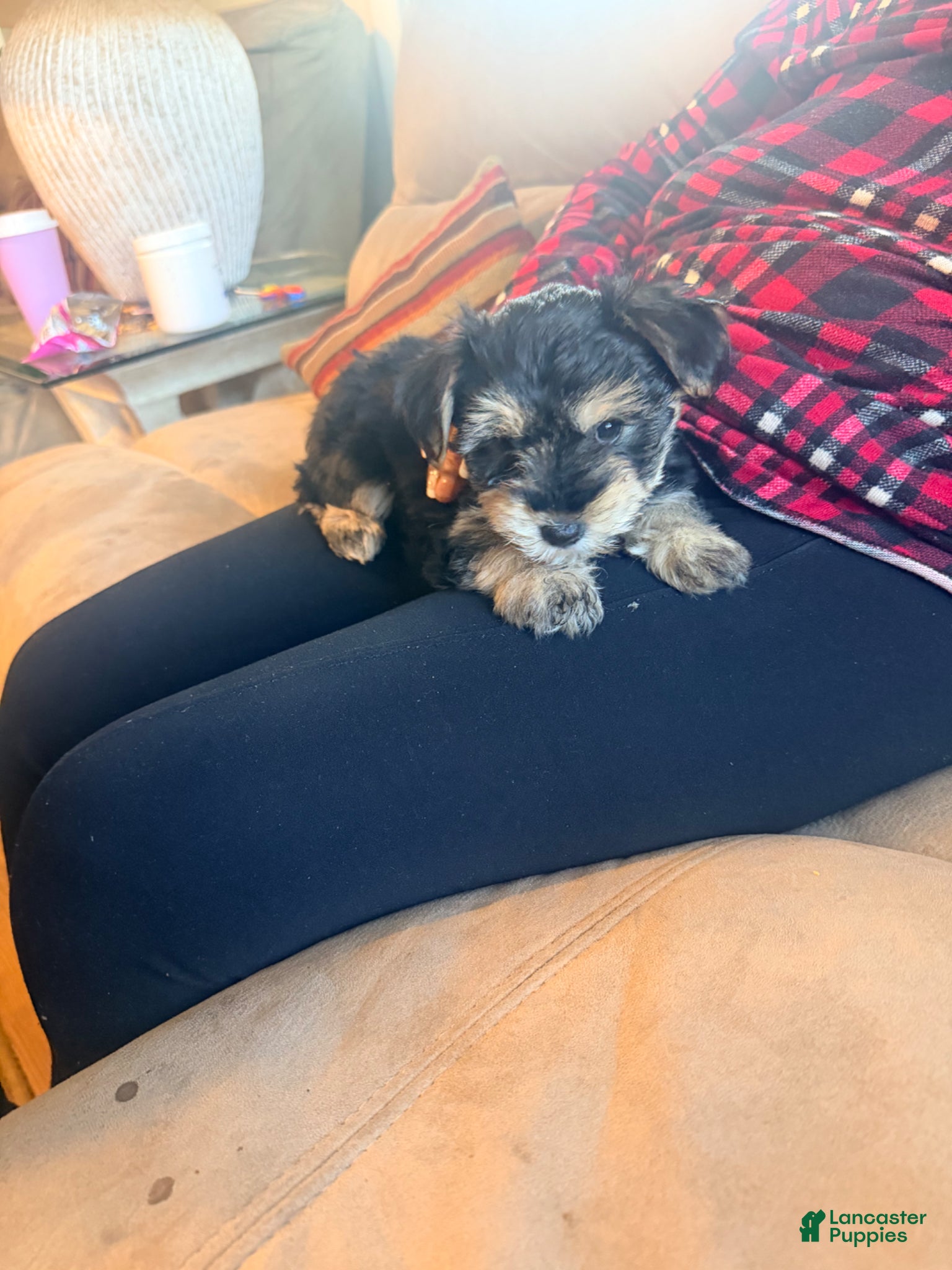 Yorkshire Terrier dogs Yorkshire Terrier Puppy 1 - Ad 24
