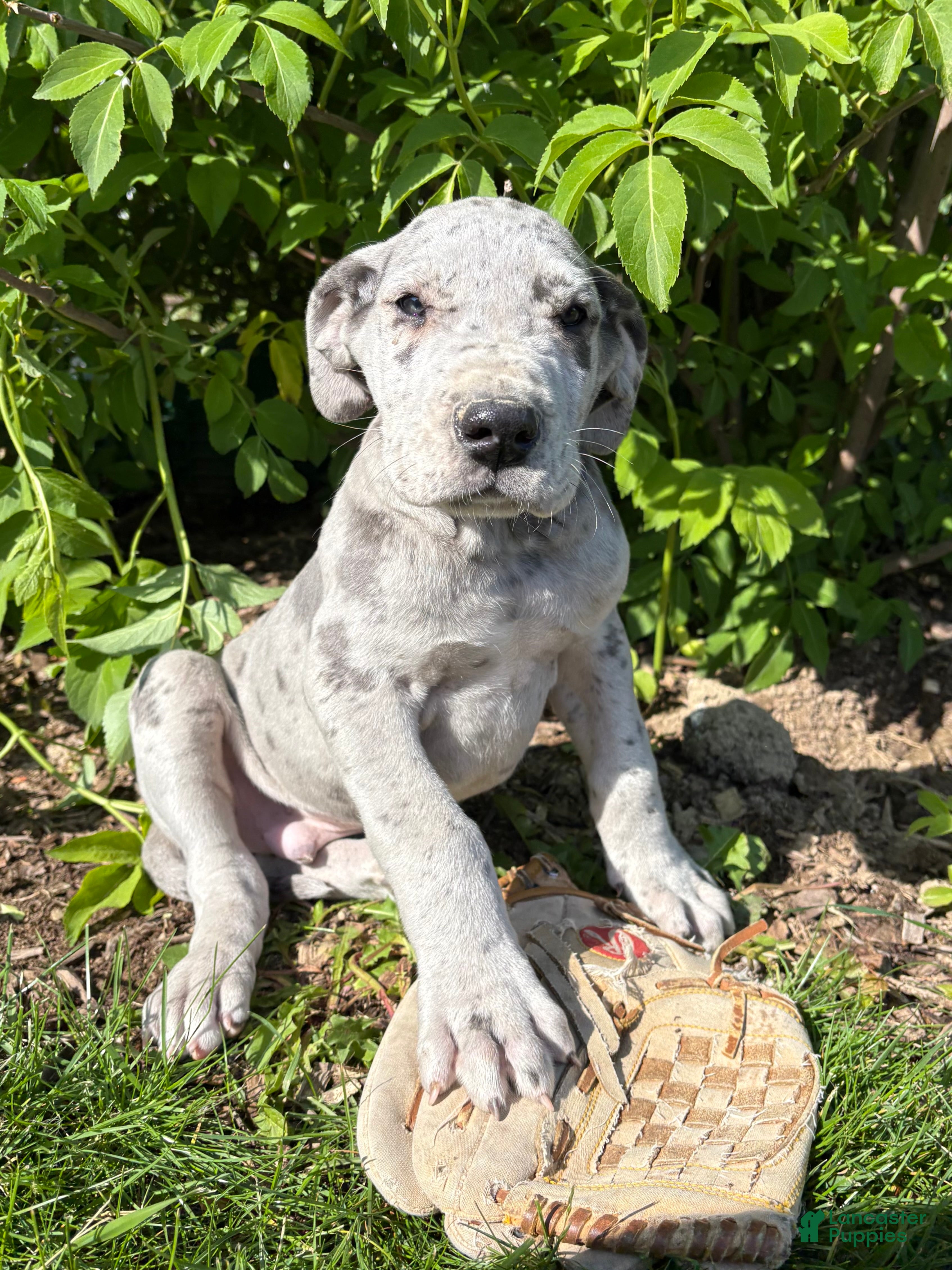 Great Dane dogs Thor - Ad 1
