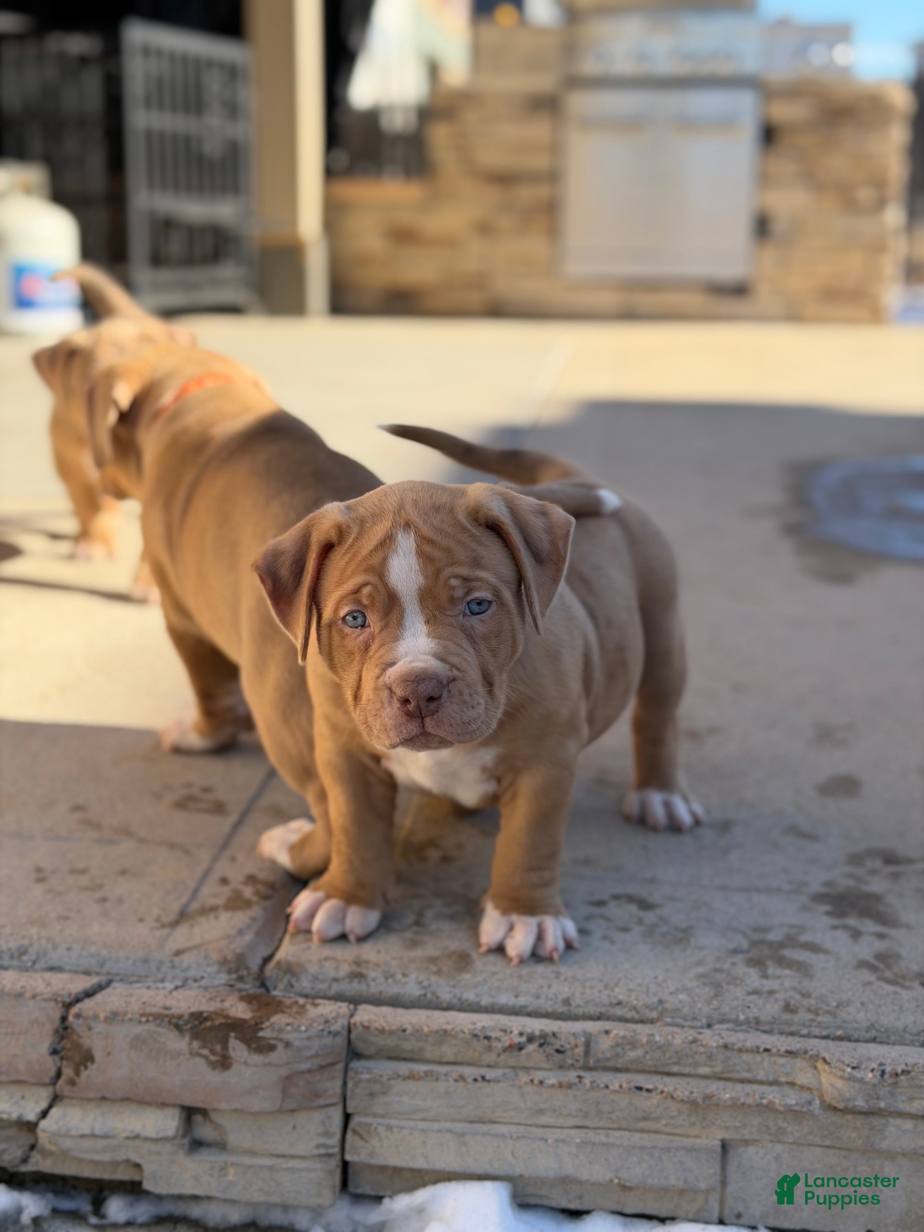 American Bully dogs American Bully Puppy 3 - Ad 39