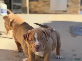 American Bully dogs American Bully Puppy 3 - Ad 39