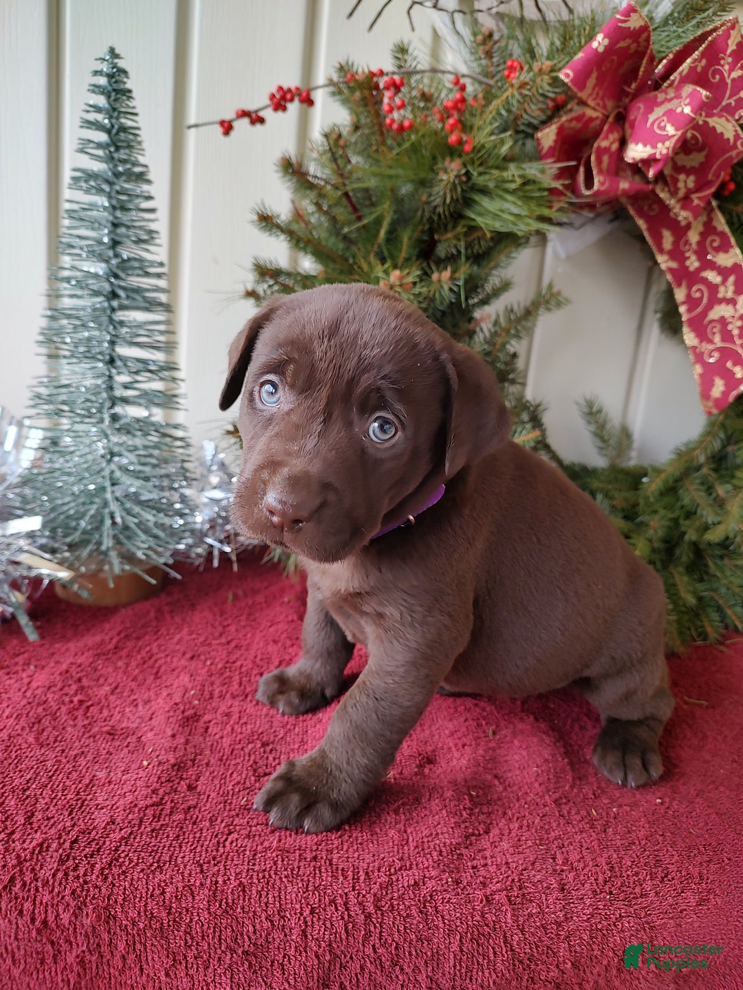 Labrador Retriever dogs for sale: Holly - Ad 4