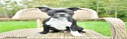 Boston Terrier dogs for sale: Bobby - Ad 3