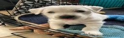 West Highland Terrier dogs for sale: Greenie - Ad 1