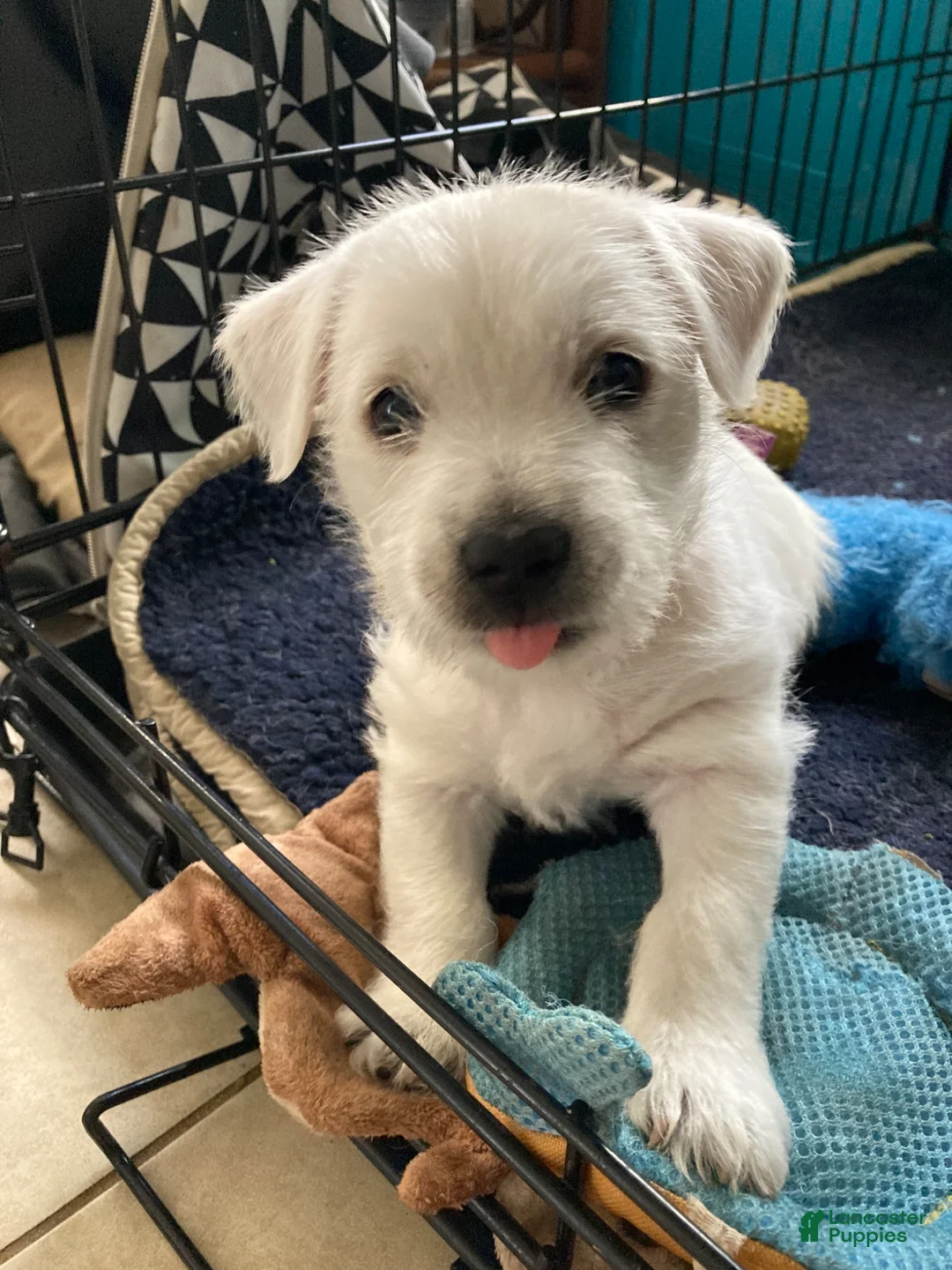 West Highland Terrier dogs for sale: Greenie - Ad 1