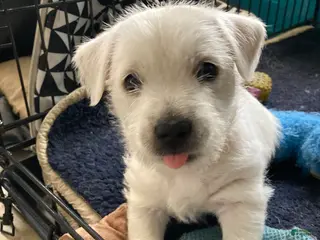 West Highland Terrier dogs for sale: Greenie - Ad 3