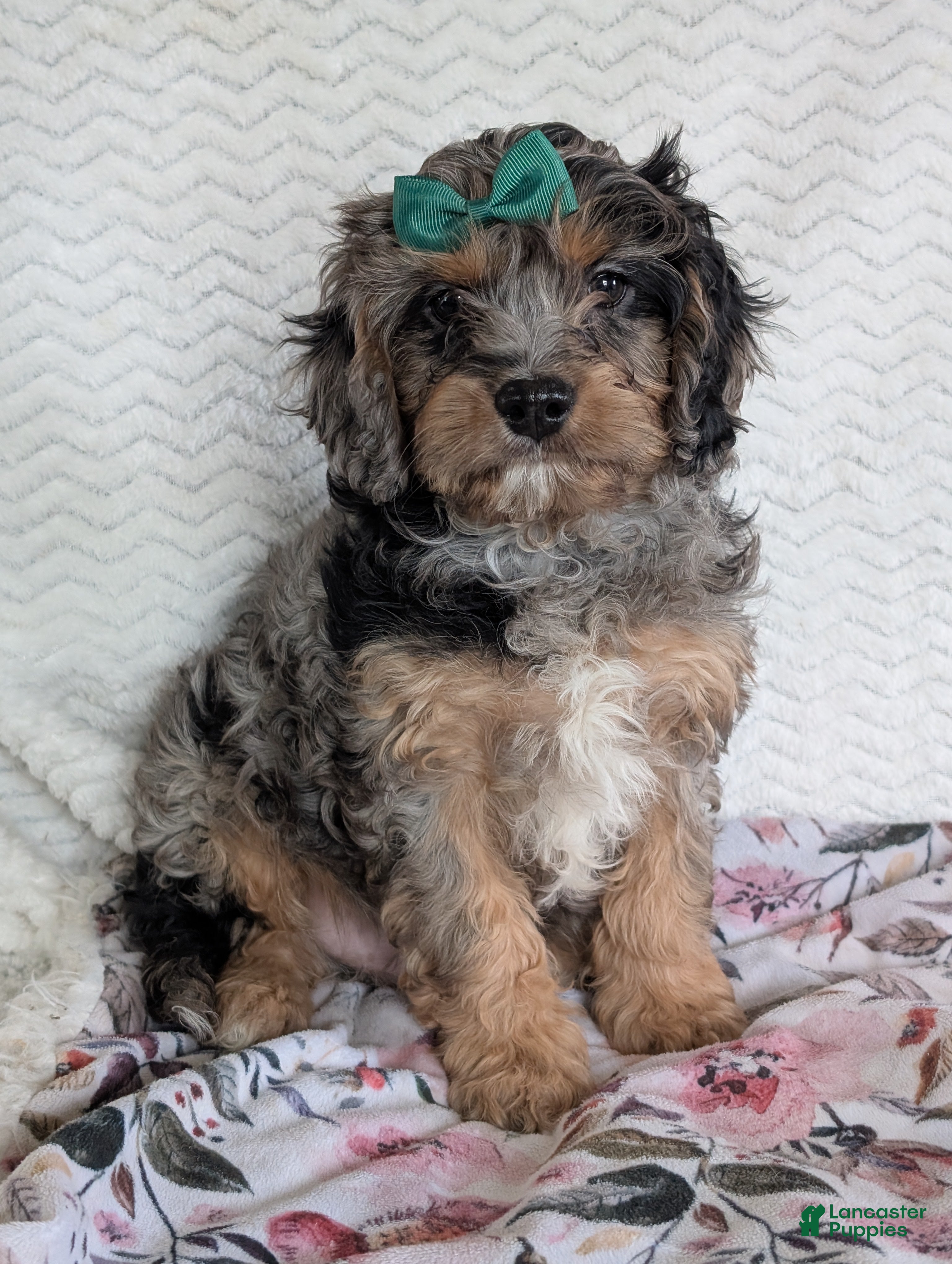 Cavapoo dogs Bluey - Ad 2