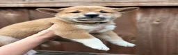 Shiba Inu dogs for sale: Ravioli - Ad 1