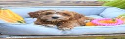 Cavapoo dogs for sale: Wanda - Ad 4