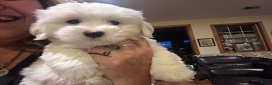Coton De Tulear Puppy 3 marshall