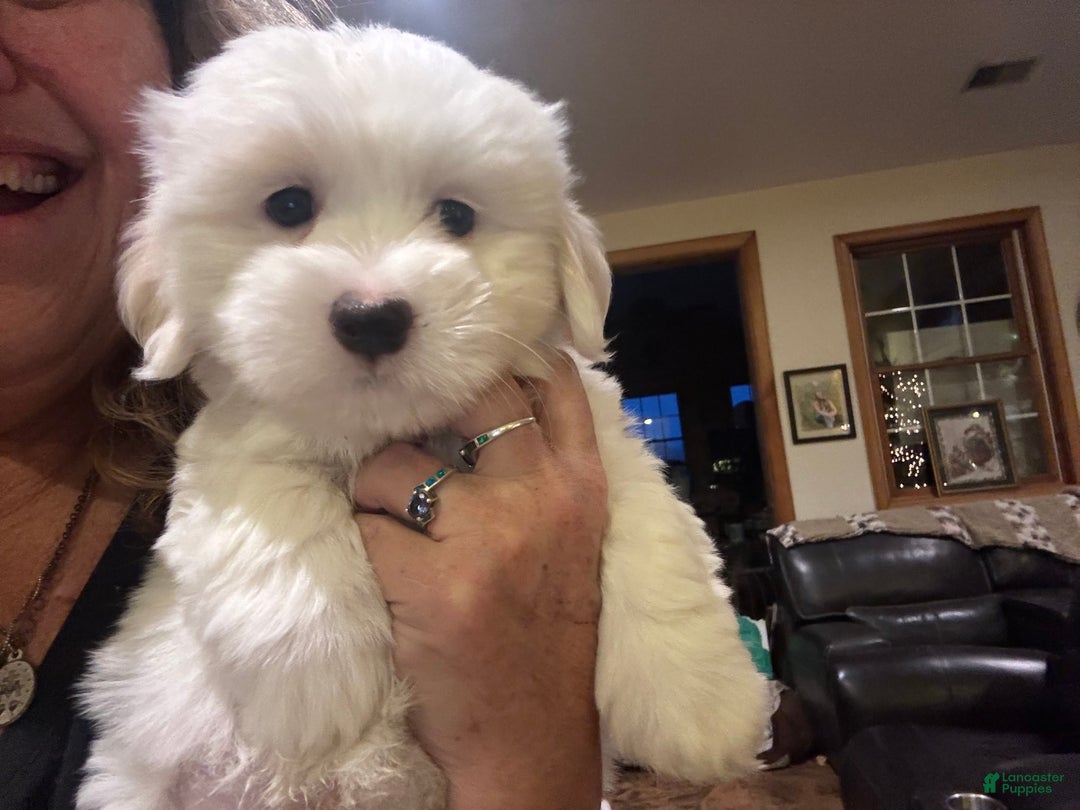 Coton De Tulear dogs for sale: Coton De Tulear Puppy 3 marshall - Ad 1