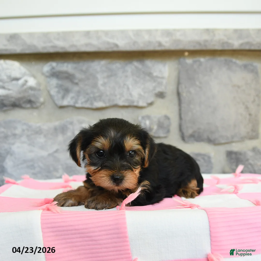 Yorkshire Terrier dogs for sale: Tess - Ad 3