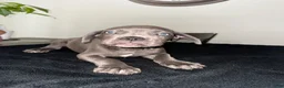 Mixed Breed dogs for sale: Grey 1 - Ad 4