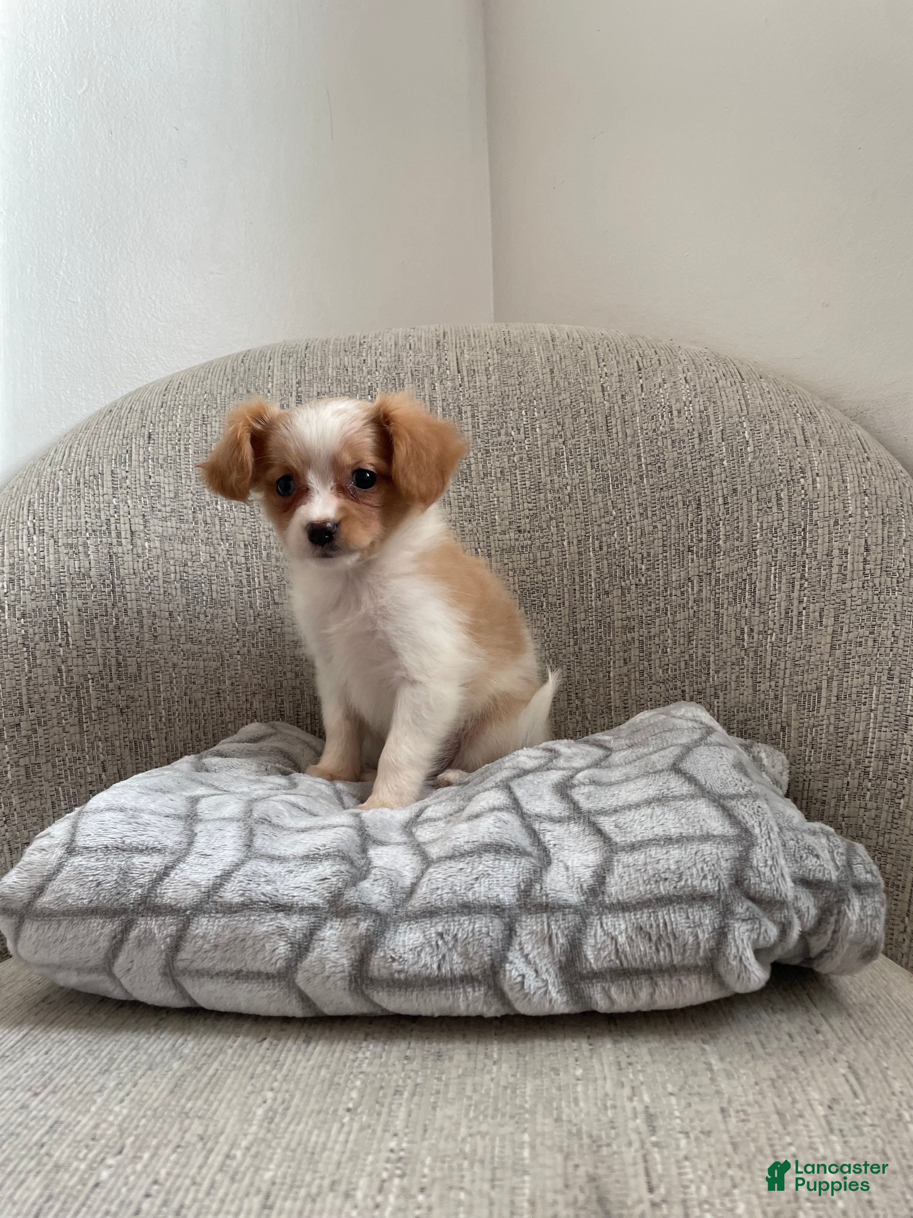 Chihuahua dogs Cloey - Ad 1