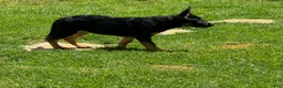 German Shepherd dogs for sale: German Shepherd 4 - Ad 10