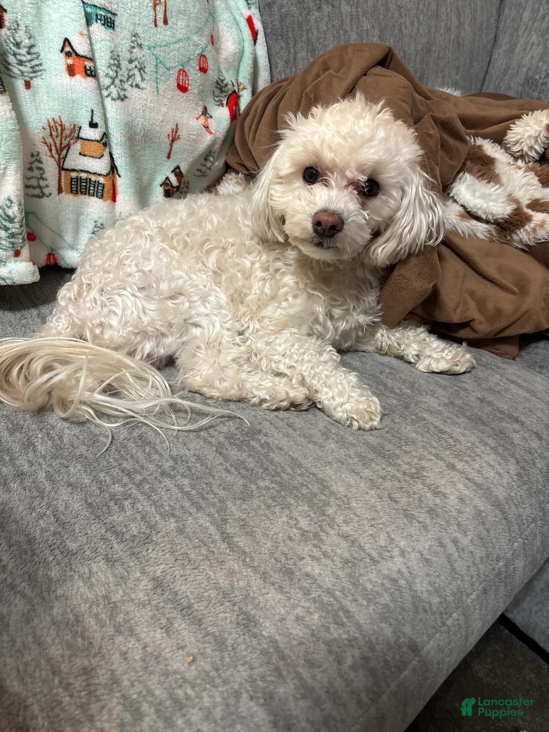 Toy Poodle dogs for stud: Toy Poodle Stud - Ad 3