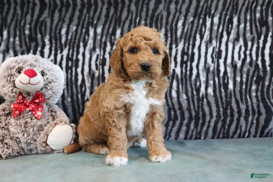 Mini Goldendoodle dogs for sale: Clinton - Ad 1
