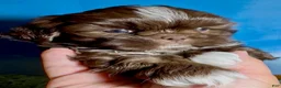 Shih Tzu dogs for sale: Ferrero (coco morsels) - Ad 5