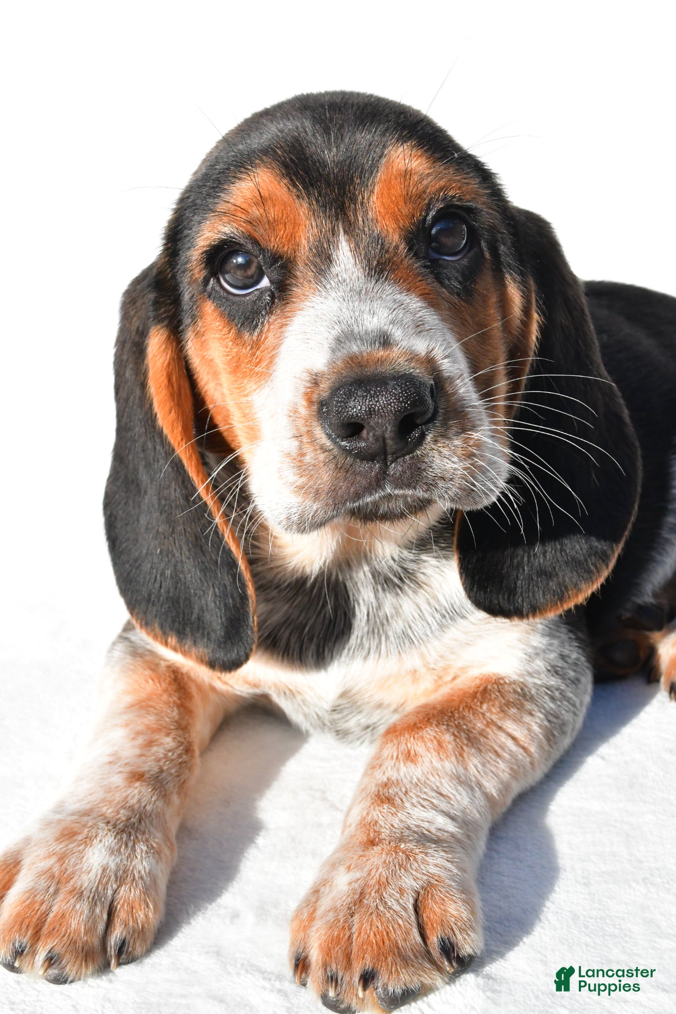 Beagle dogs Mark - Ad 2