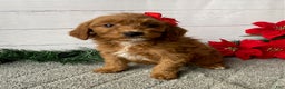 Mini Goldendoodle dogs for sale: Wendy - Ad 4
