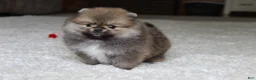 Pomeranian dogs for sale: Teacup Poseidon - Ad 9