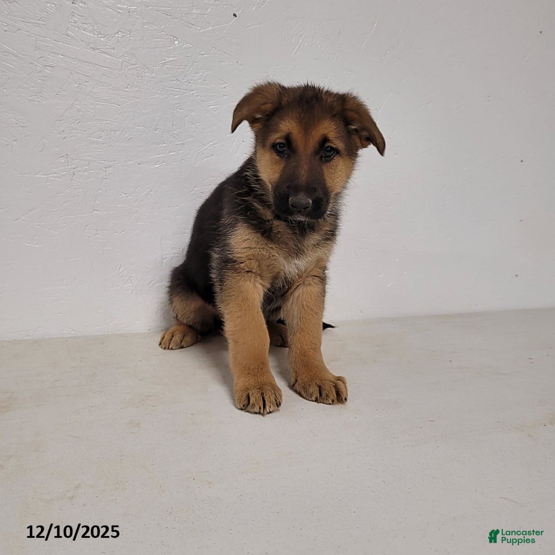 German Shepherd dogs for sale: Roxanne - Ad 3