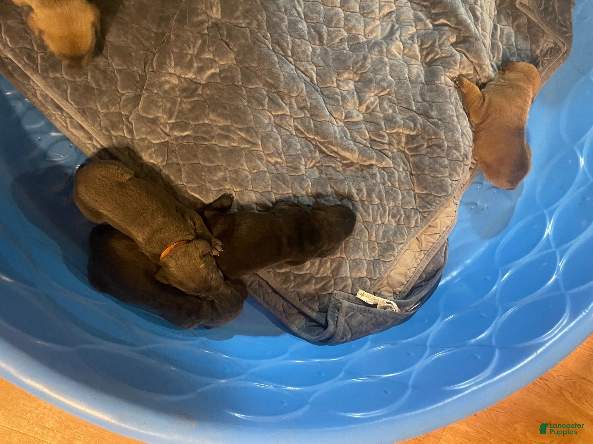Cane Corso dogs Cane Corso 7 - Ad 34