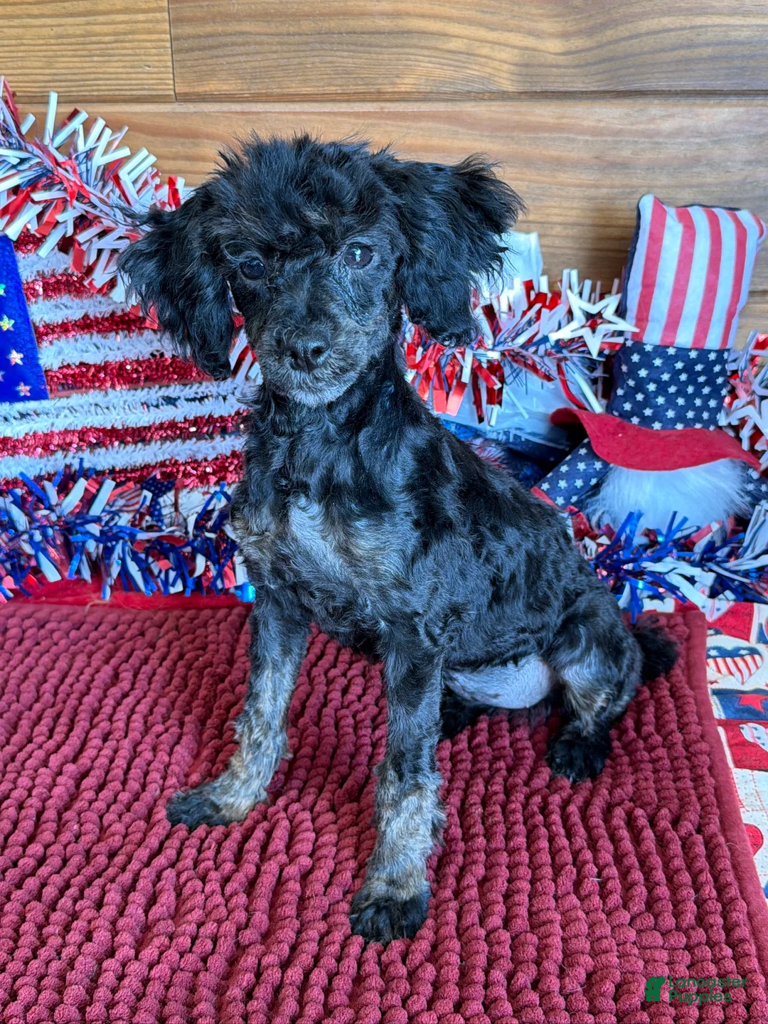 Toy Poodle dogs for sale: Maxine - Ad 3