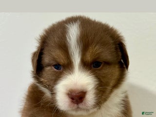 Australian Shepherd dogs - Ad 20