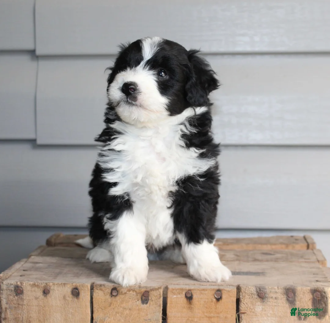 Gallery Image {{count}}