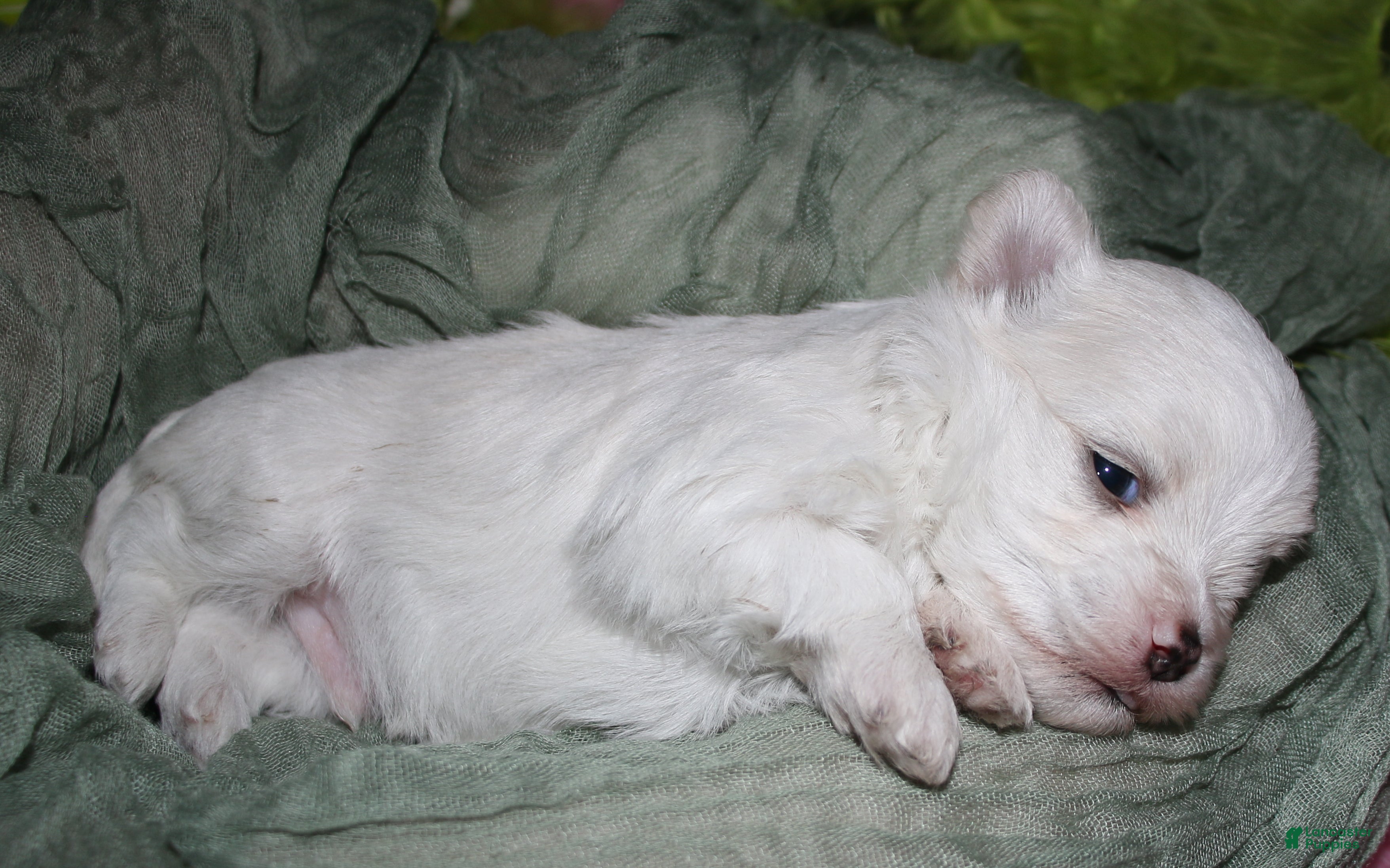 Maltese dogs for sale: Fred - Ad 3