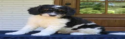 Mini Bernedoodle dogs for sale: Marshall  - Ad 2